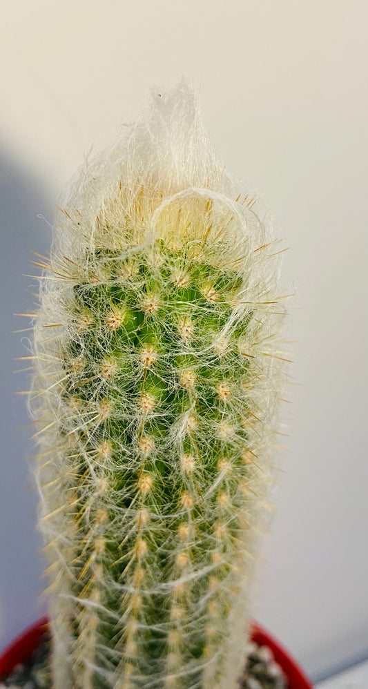 Cacti - Oreocereus Old Man of the Andes - Doelzianus