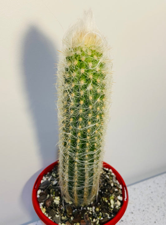Cacti - Oreocereus Old Man of the Andes - Doelzianus