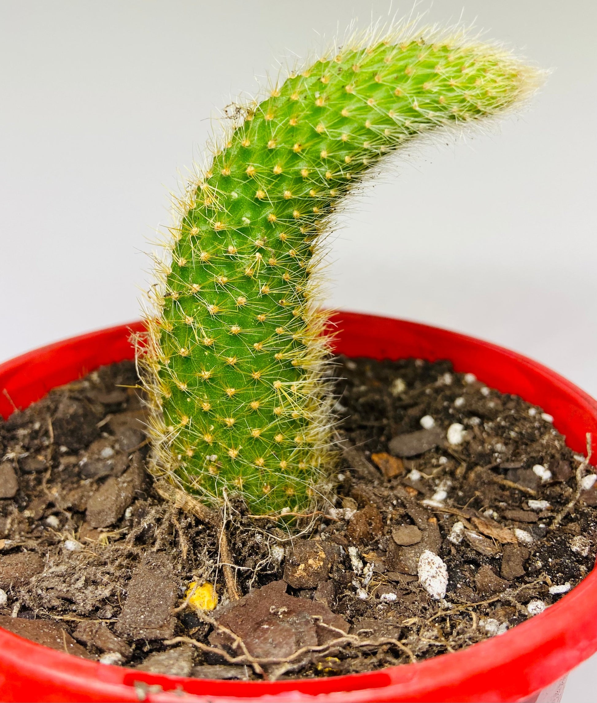 types of monkey tail cactus Buy Monkey's Tail Cactus