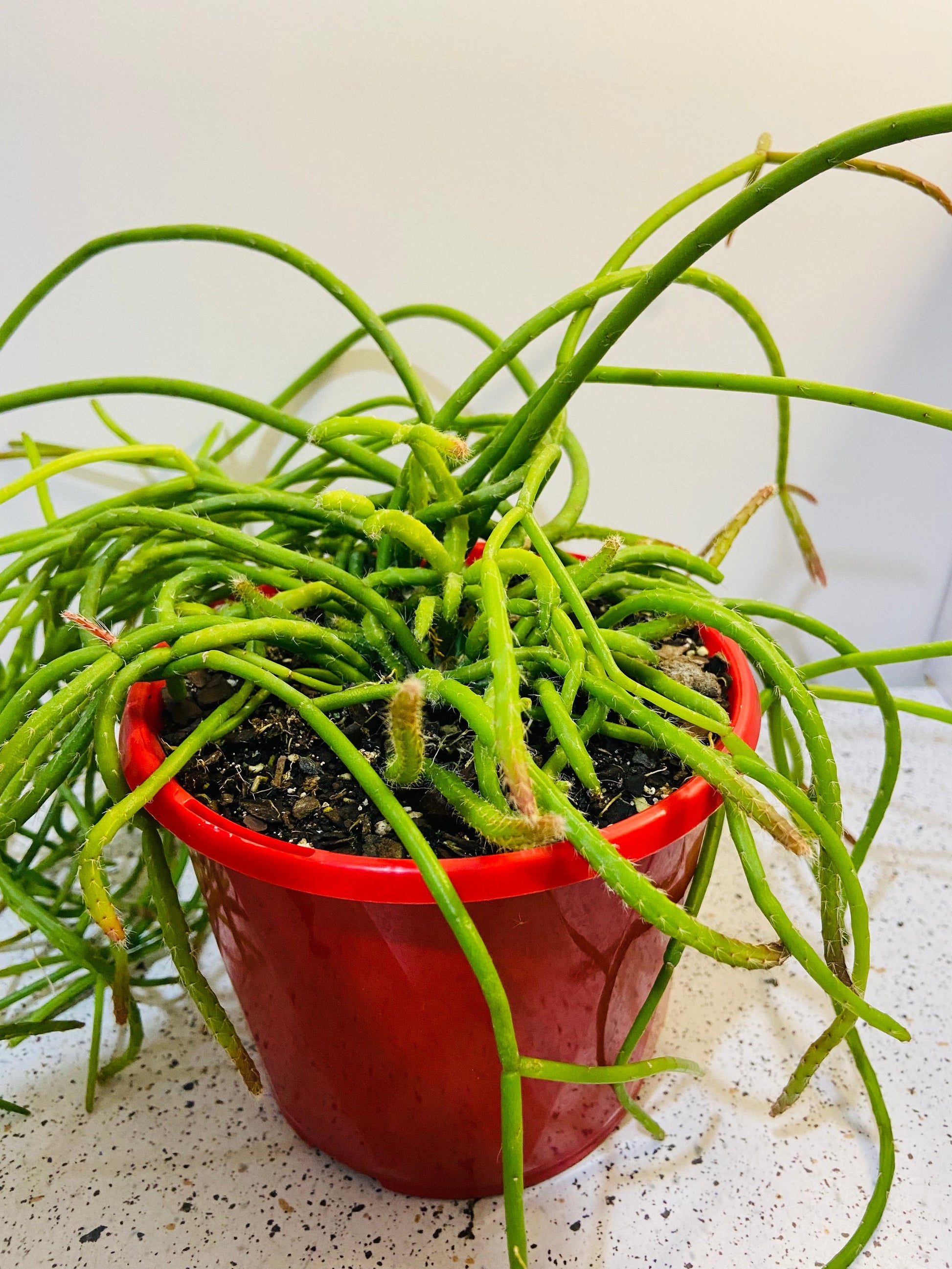 mistletoe house plant Buy Rhipsalis baccifera