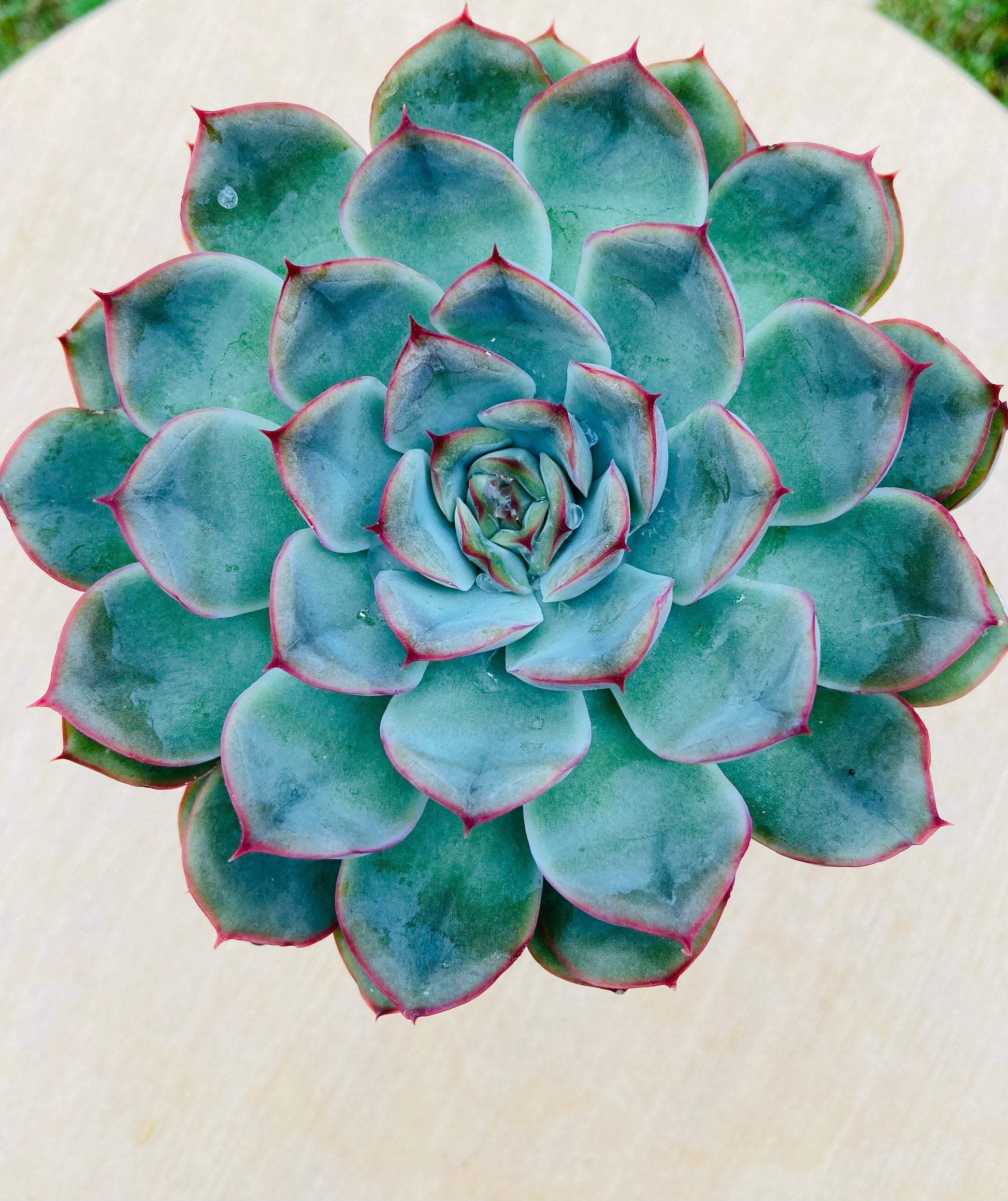 hercules succulent Echeveria Hercules Succulent
