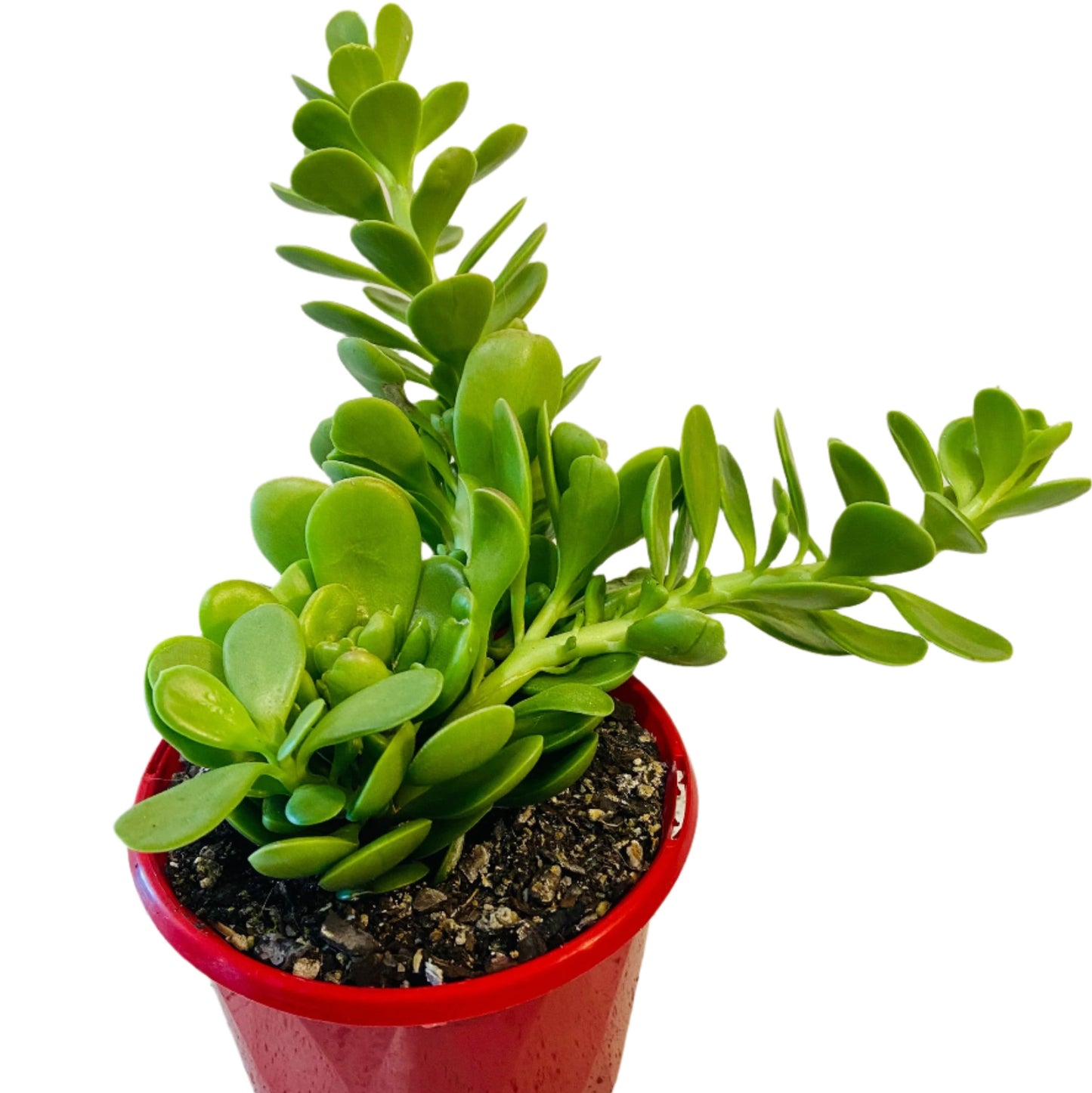 hanging jade plant crassula Buy Senecio jacobsenii Trailing Jade