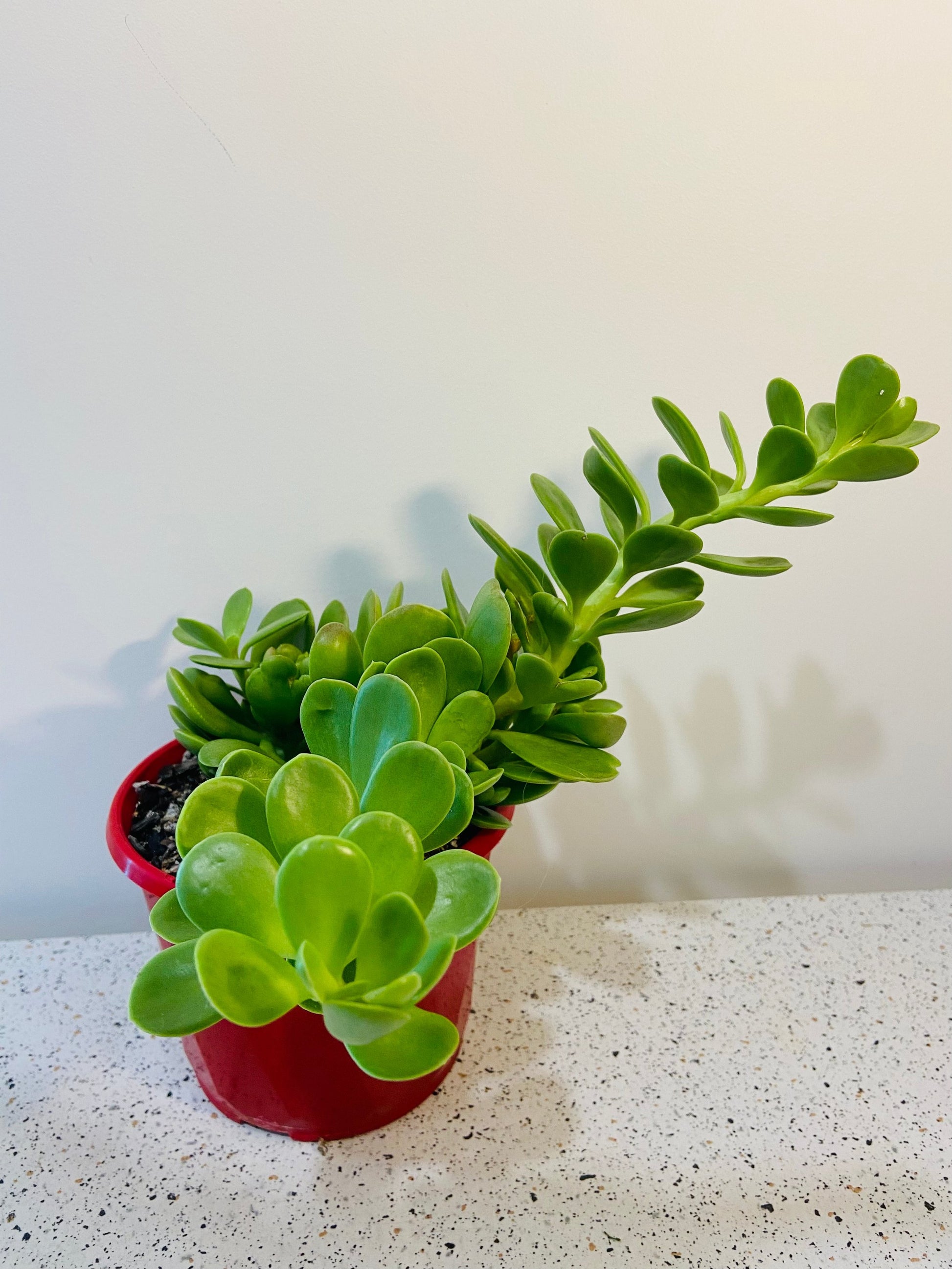 weeping jade succulent Buy Senecio jacobsenii Trailing Jade