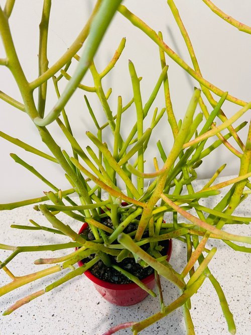 Euphorbia Stenoclada