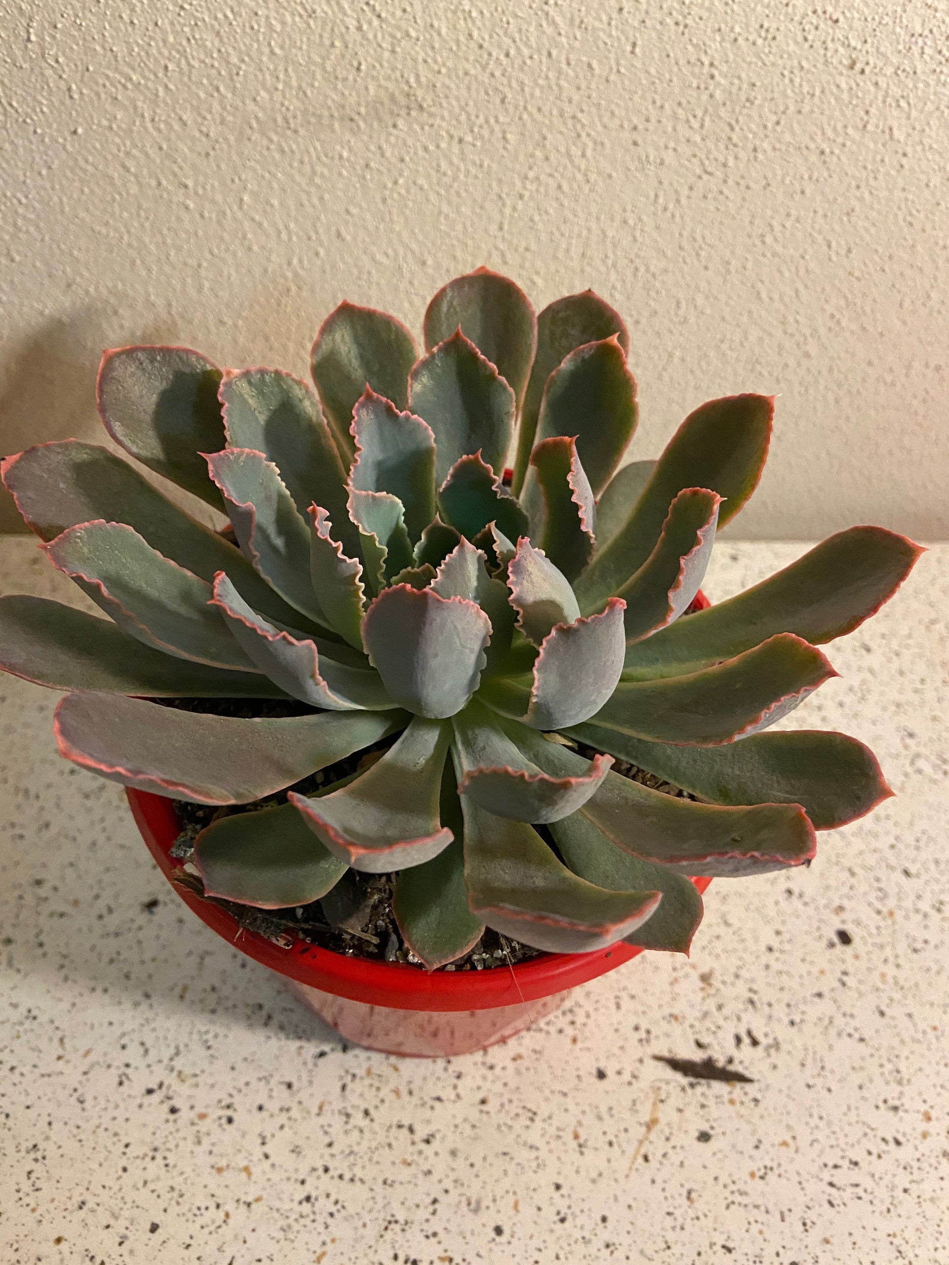 pink frills succulent Echeveria 'Pink Frills'