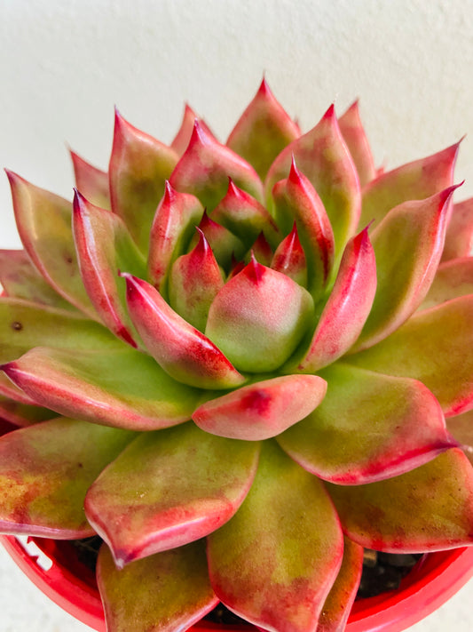 Echeveria Amestro 130mm