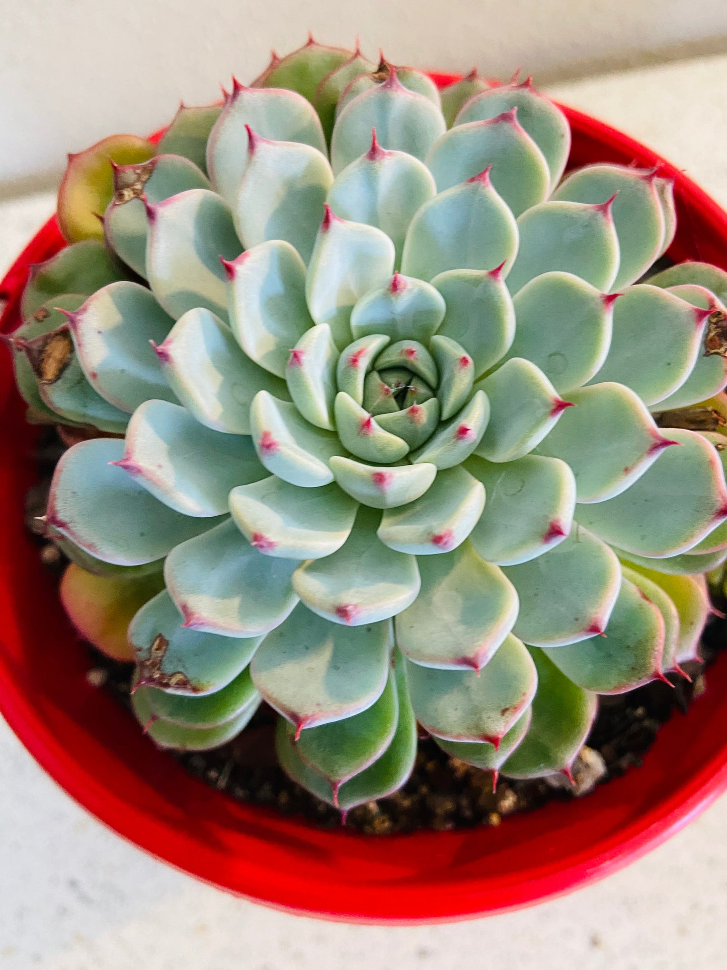 green and white succulent with red flowers Buy Echeveria White Minima