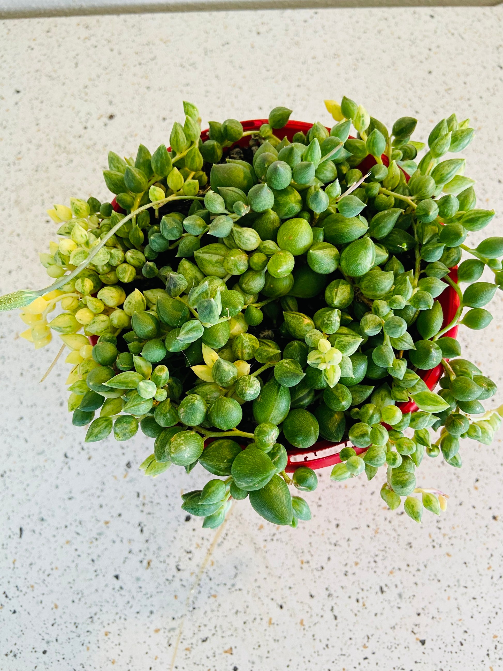 angel tears succulent Buy Senecio Angels Tears Variegated
