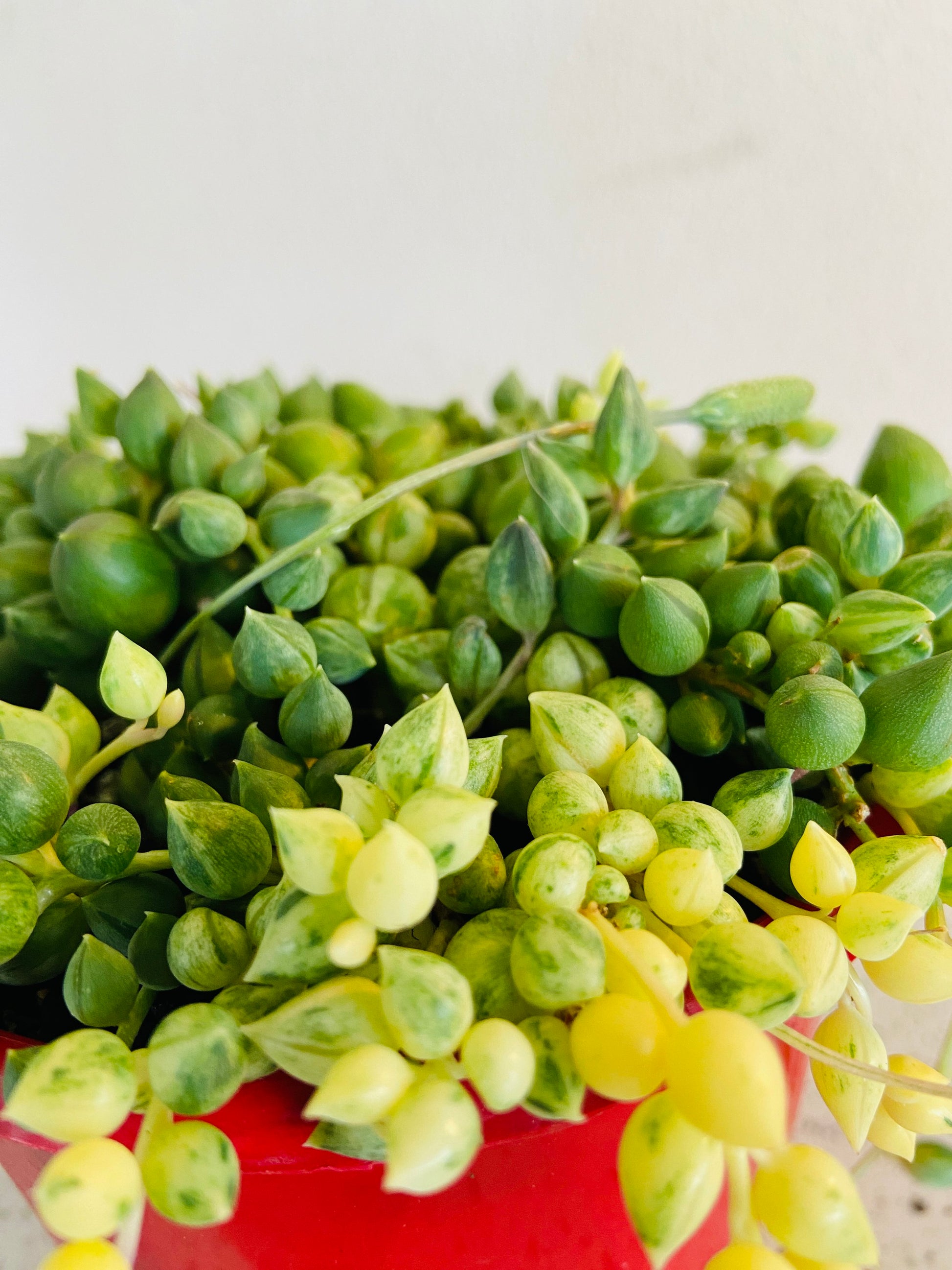 angel tears succulent Buy Senecio Angels Tears Variegated