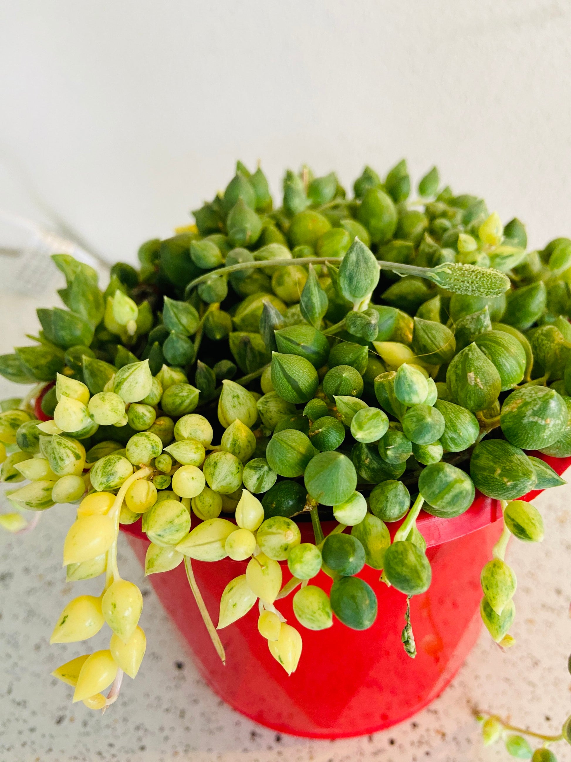 angel succulent plant Buy Senecio Angels Tears Variegated