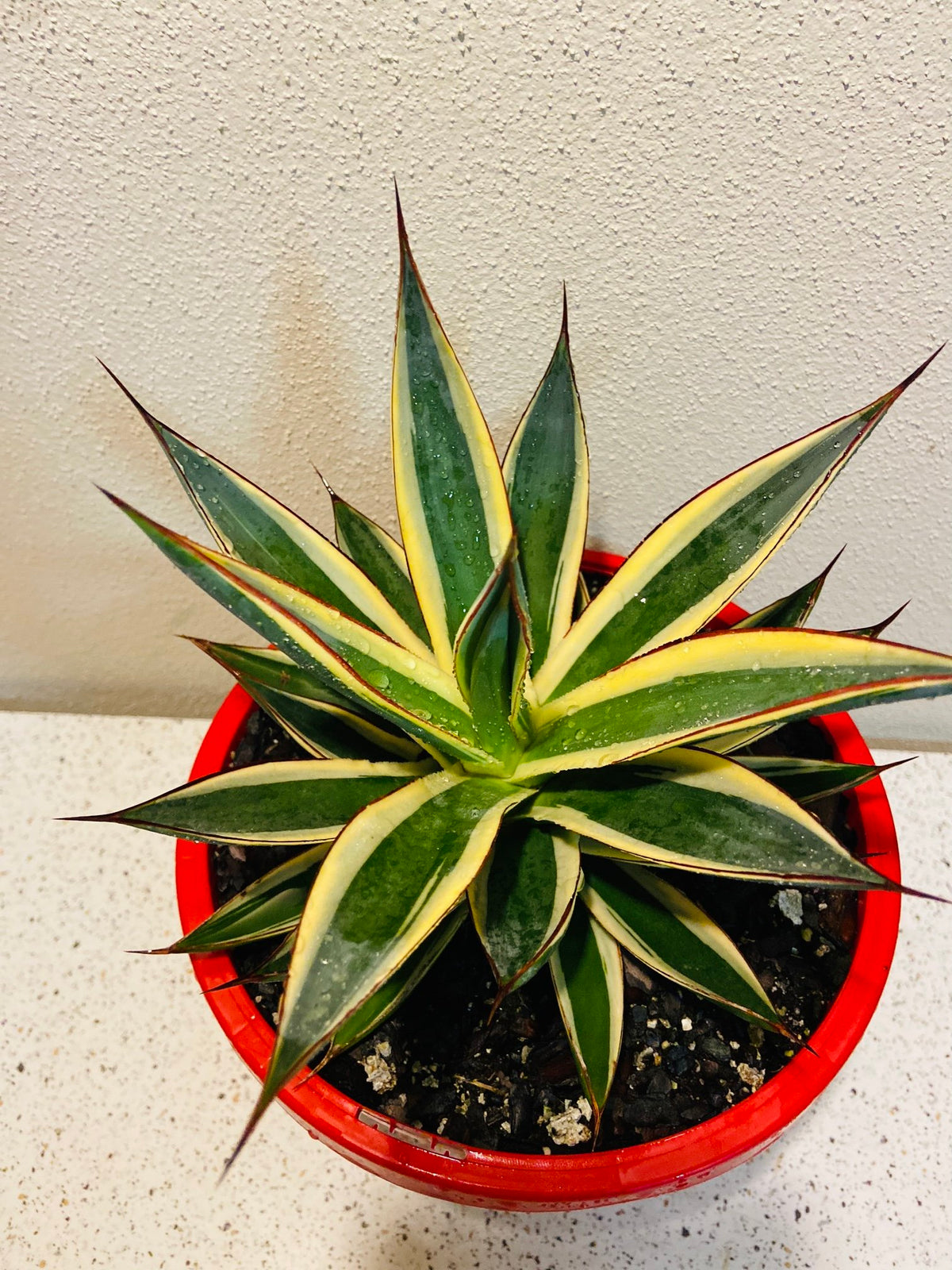 Buy Agave Snow glow in Australia online – Succulents Online