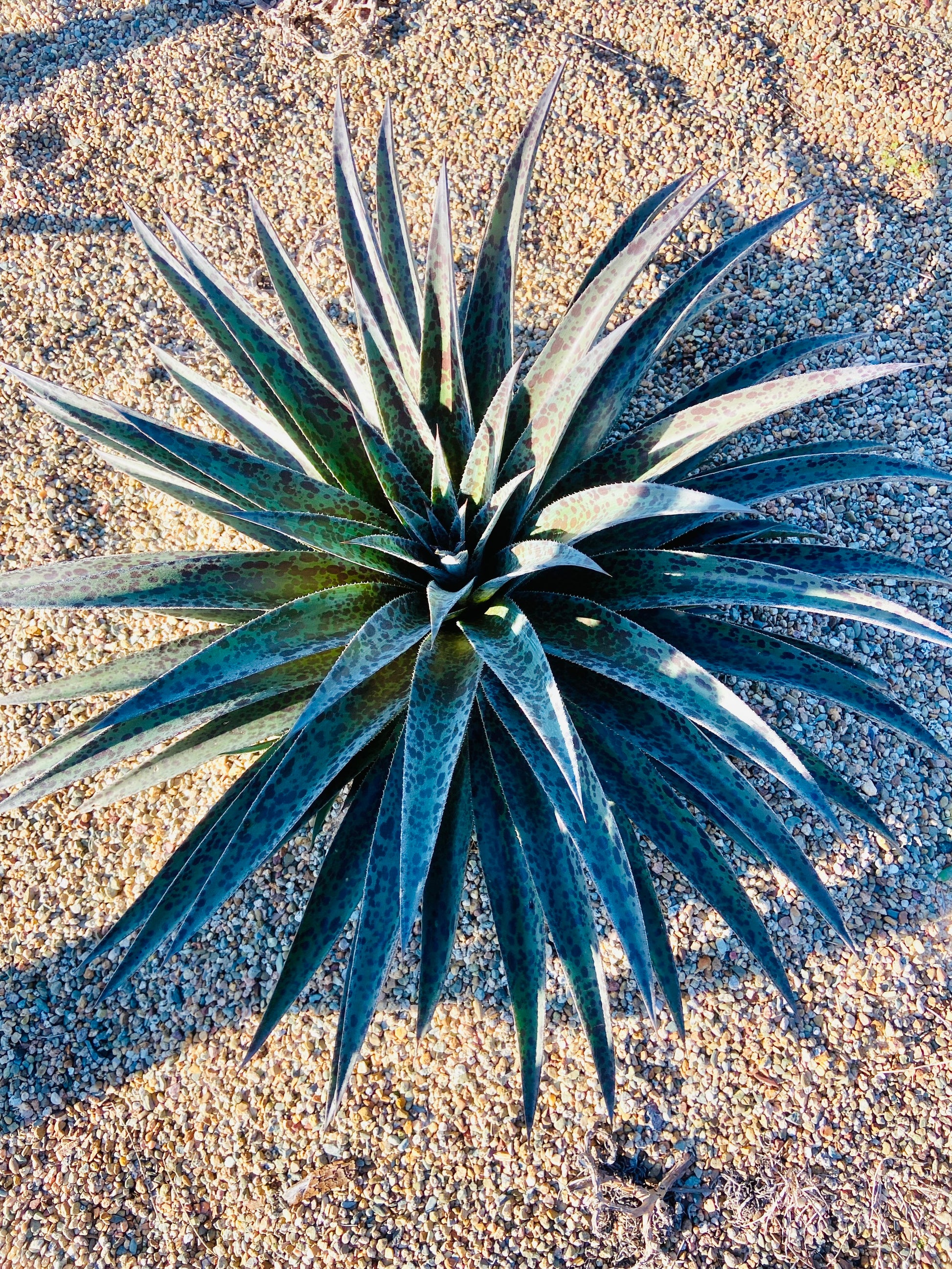 pineapple express succulent Buy Mangave 'Pineapple Express'