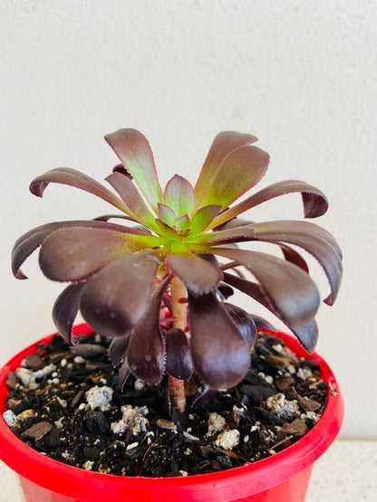 schwarzkopf succulent Buy Aeonium Schwarzkopf