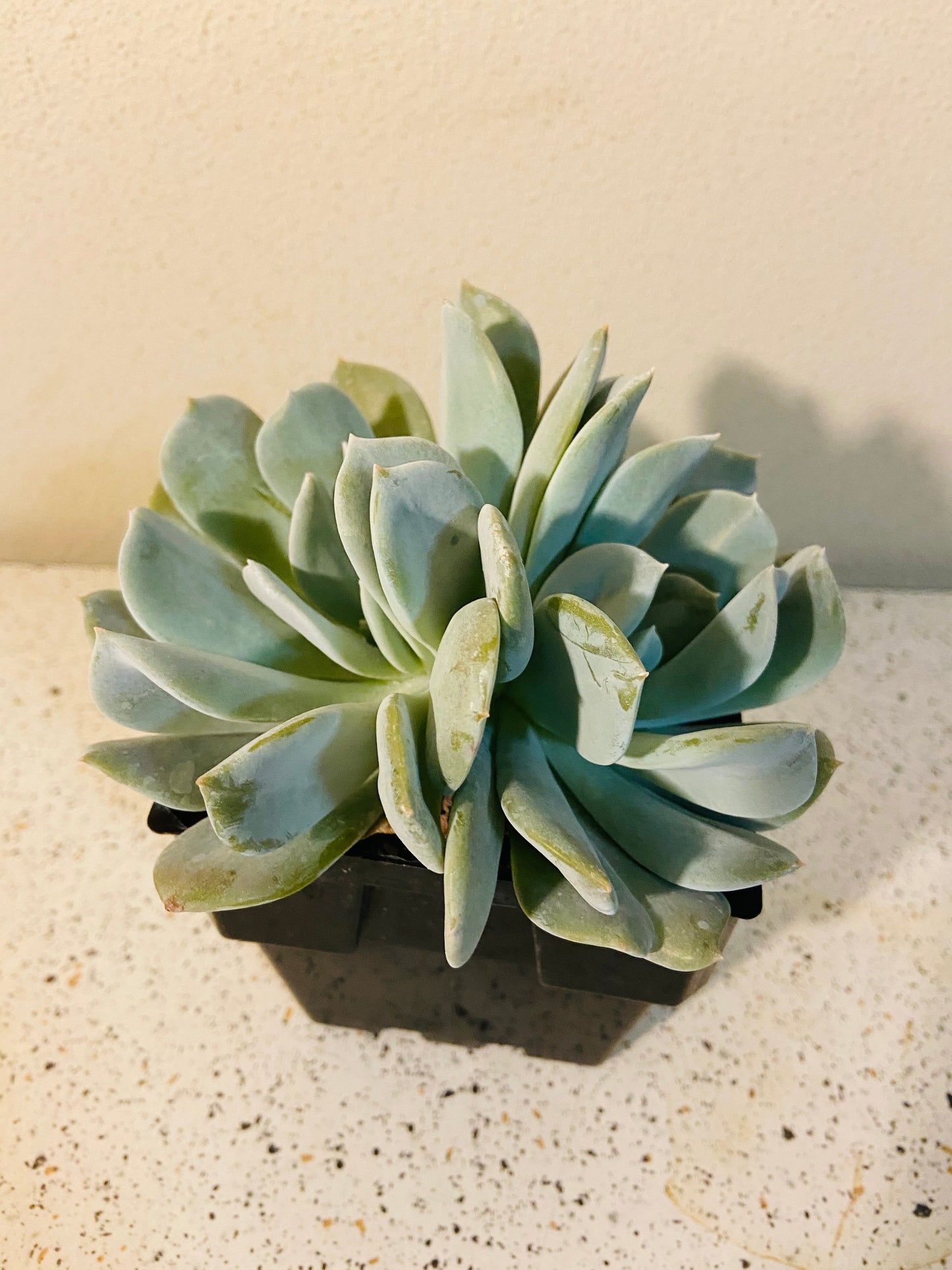 exotica succulents Buy Echeveria 'Exotic'