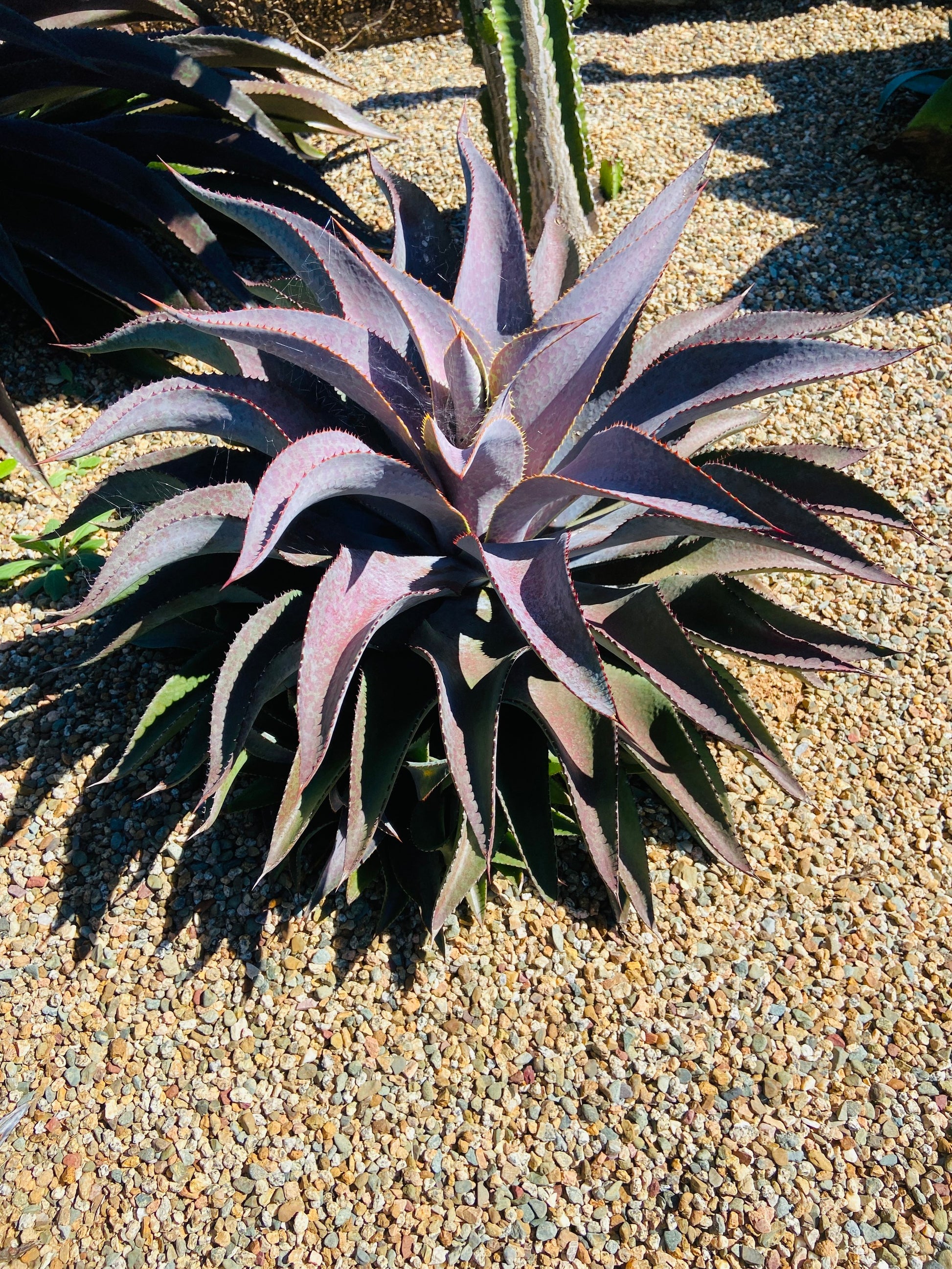 purple people eater succulent Buy Mangave 'Purple People Eater'