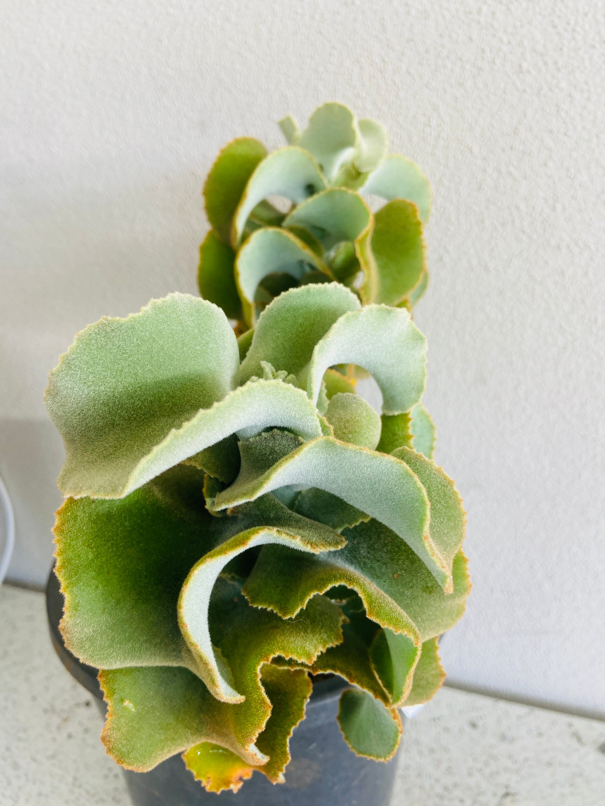 kalanchoe beharensis succulent Buy Kalanchoe Beharensis Monstrose