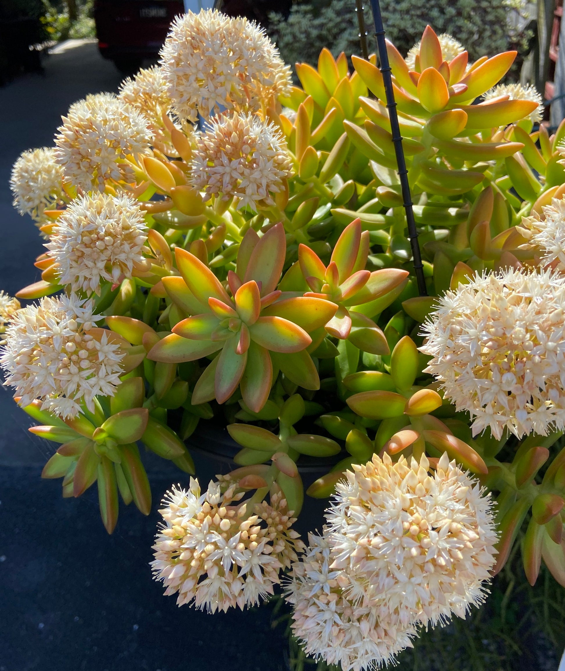 adolphi succulent Buy Sedum Adolphi Compact