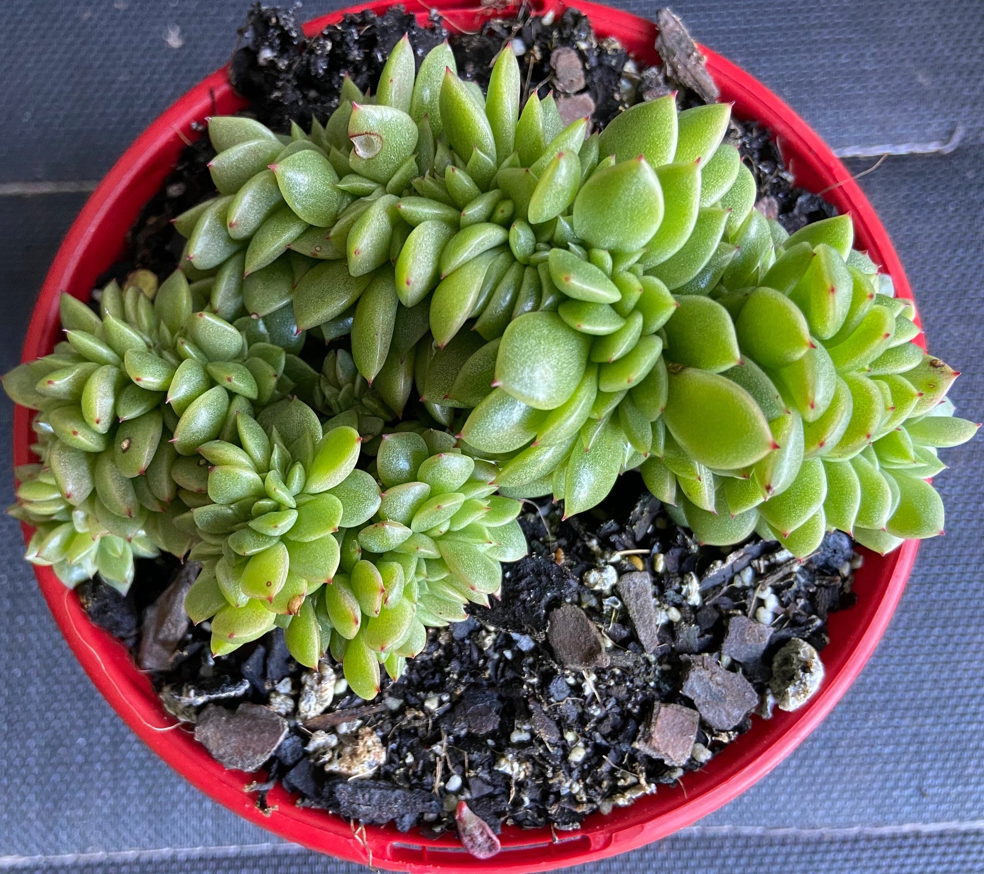gilva succulent Buy Echeveria Gilva Cristata