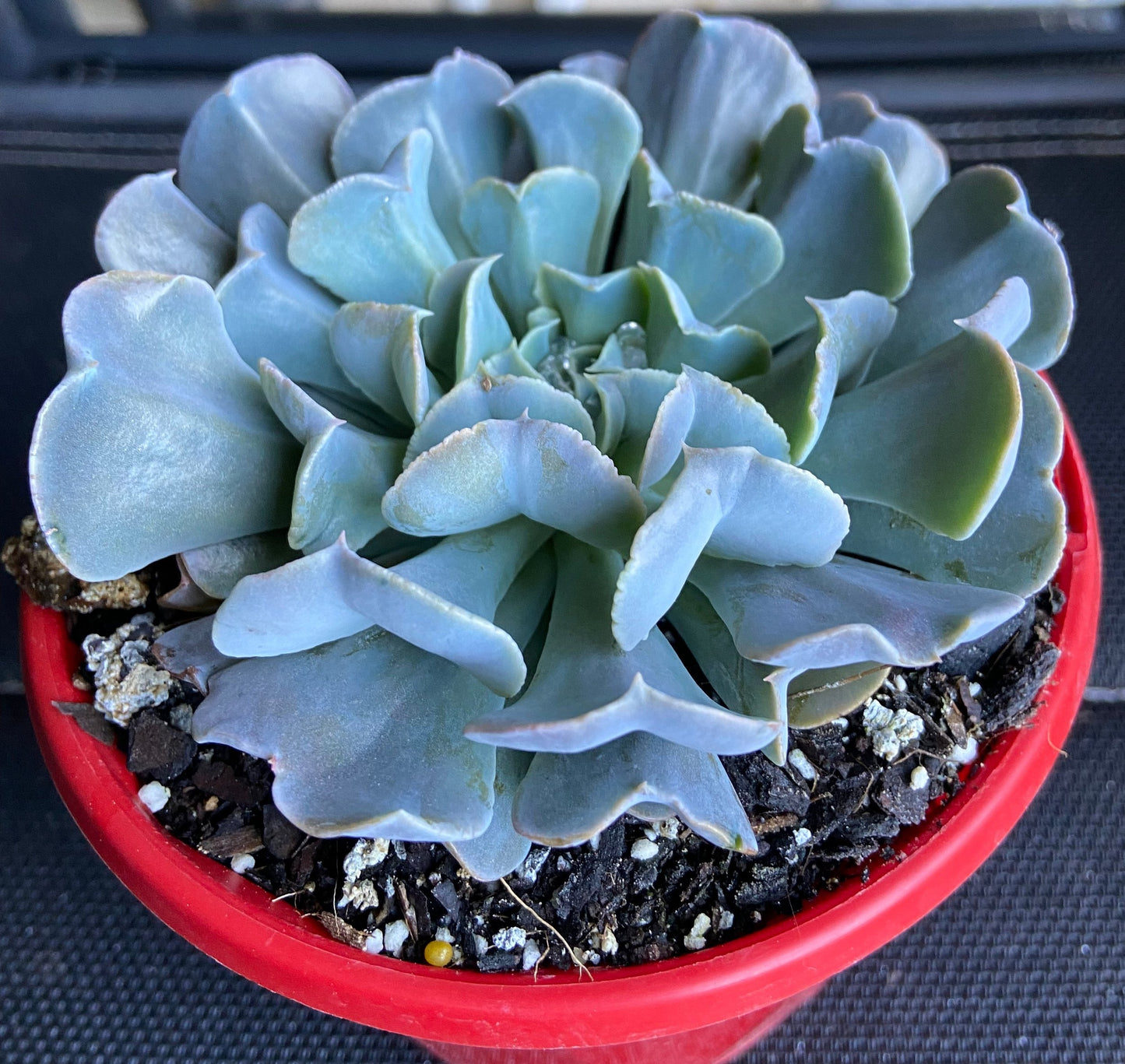 swan succulent Echeveria 'Swan Lake'