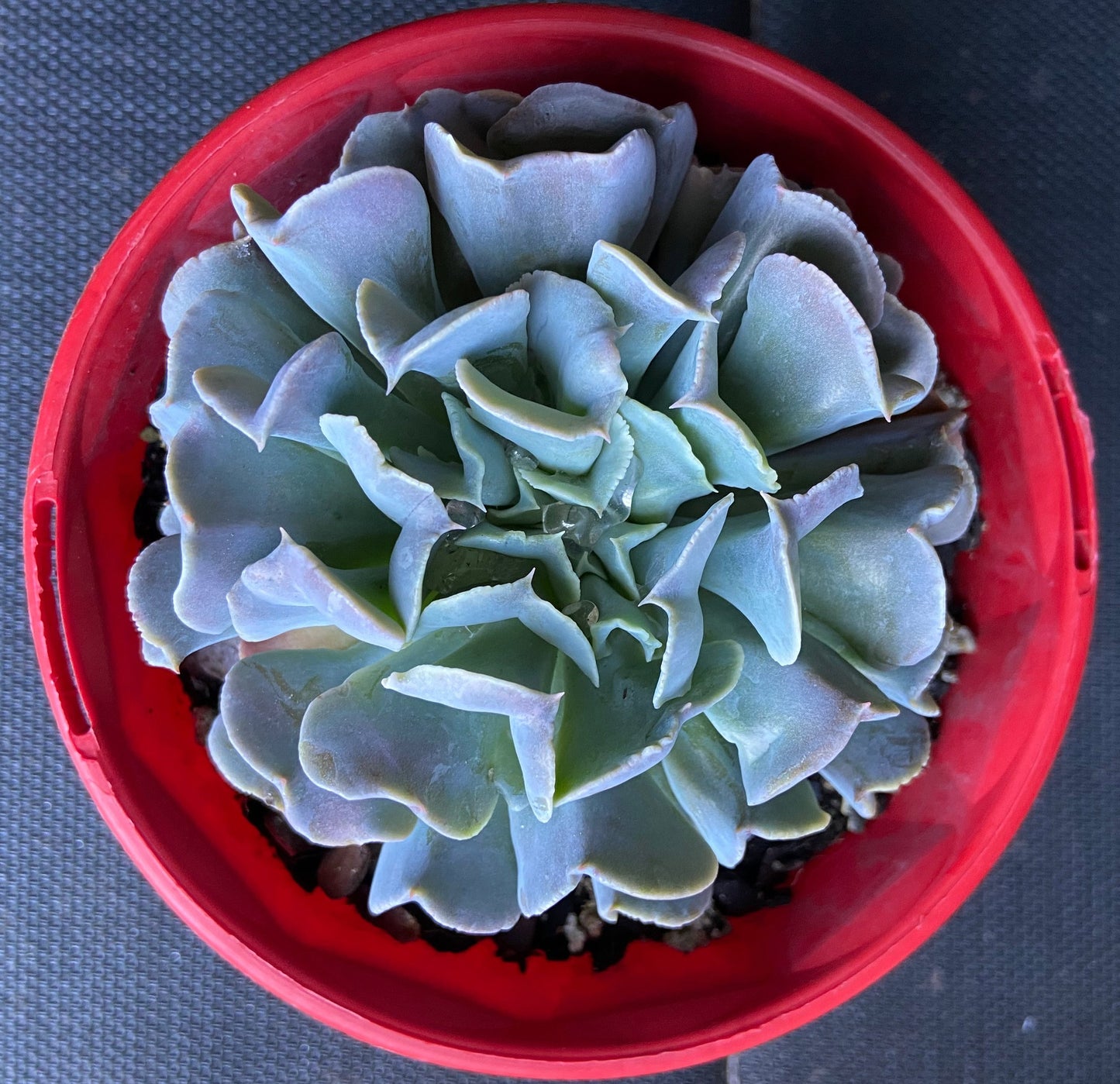 swan lake succulent Echeveria 'Swan Lake'