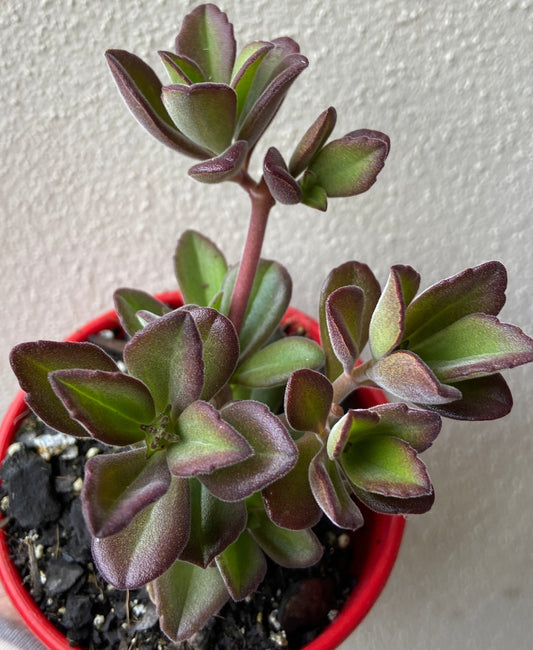 Plectranthus Caninus (Dogsbane)  100mm