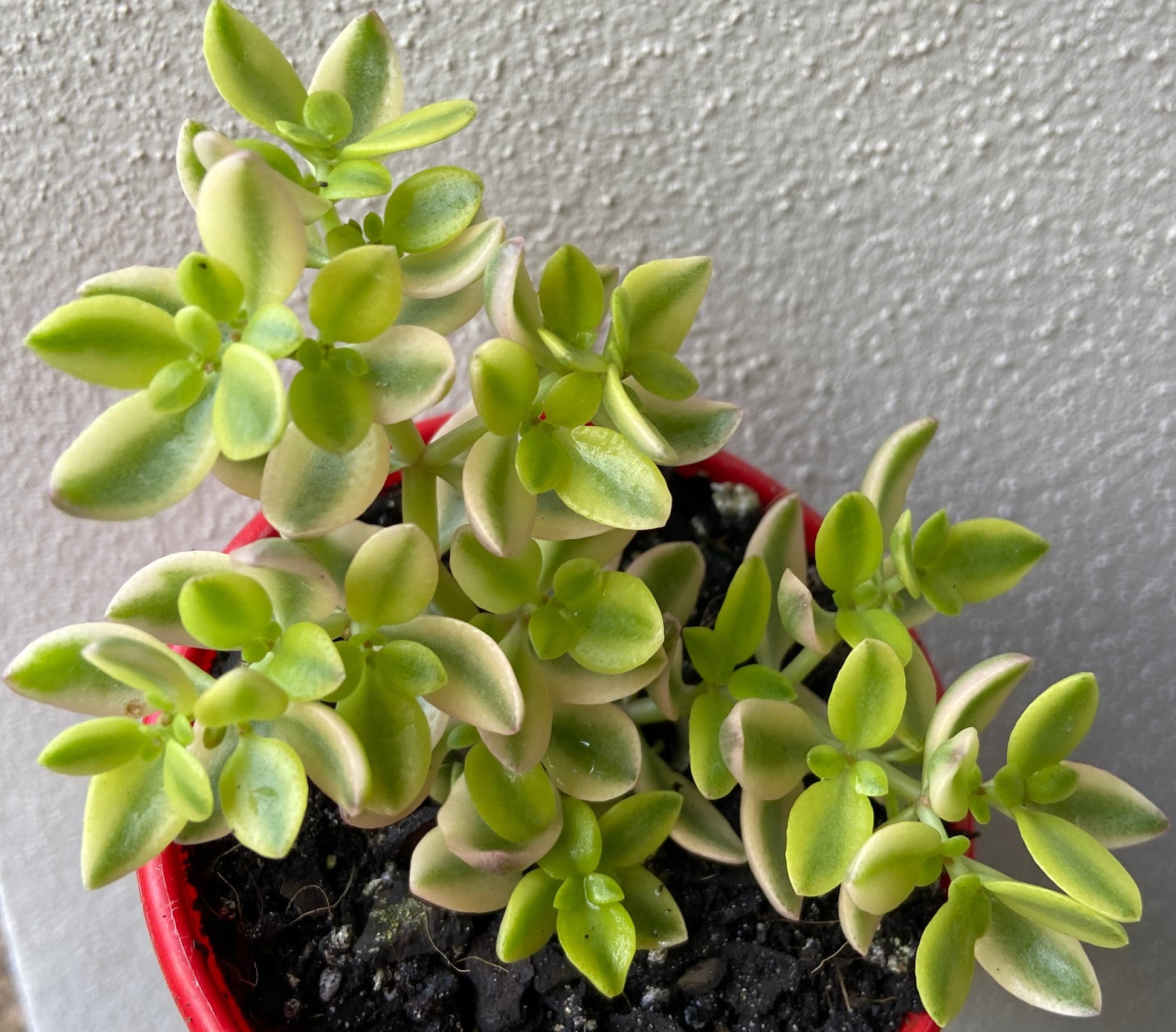 variegated succulents australia Buy Crassula volkensii Variegated