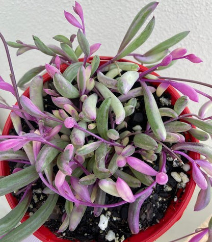 tiny opal succulents Buy Othonna 'Calara's Opal Necklace'