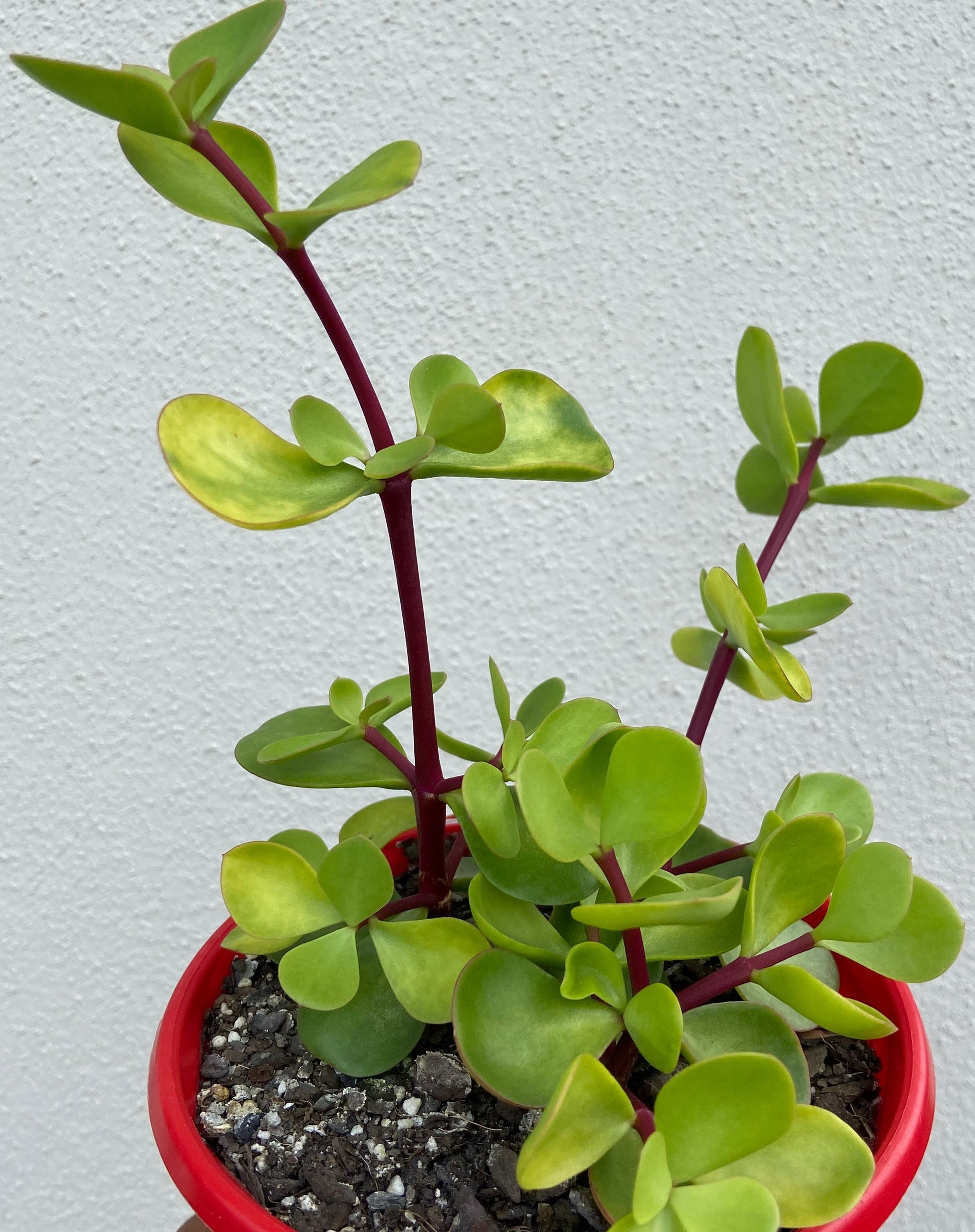 portulacaria afra large leaf Buy Portulacaria Large Leaf Form