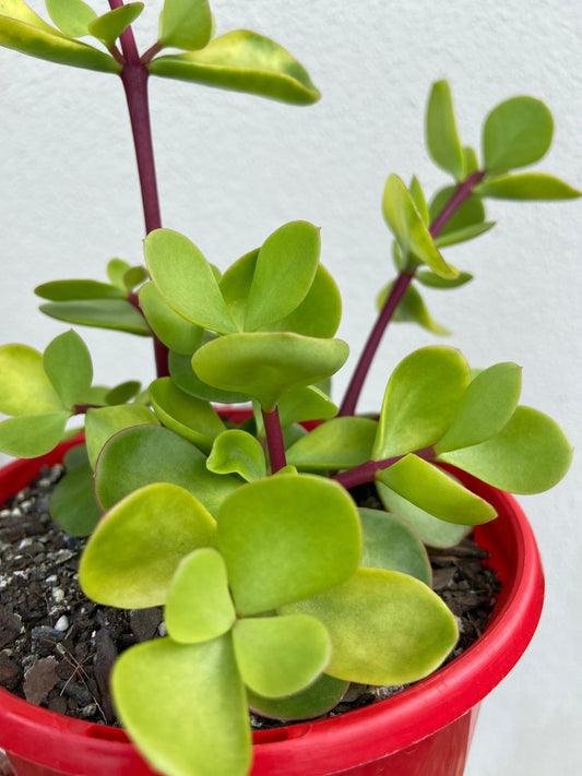 Portulacaria Large Leaf Form  130mm