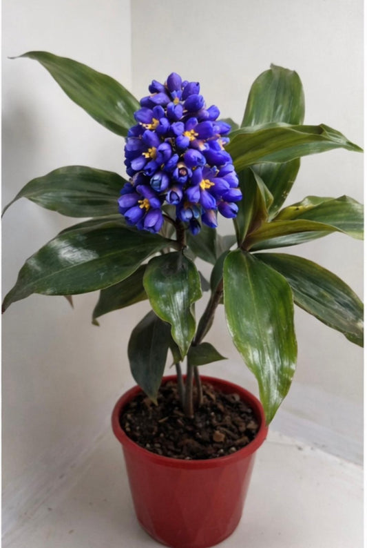 Blue Ginger (Dichorisandra thyrsiflora)