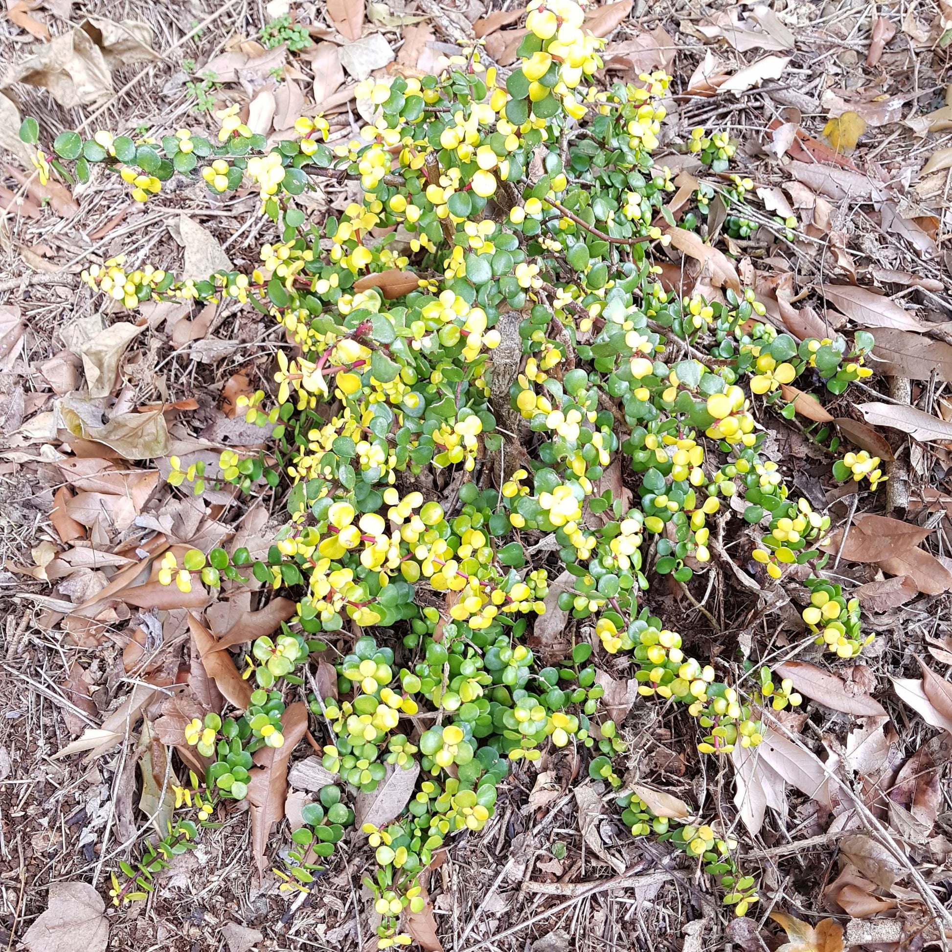 jade plant australia Buy Jade Plant Golden Online