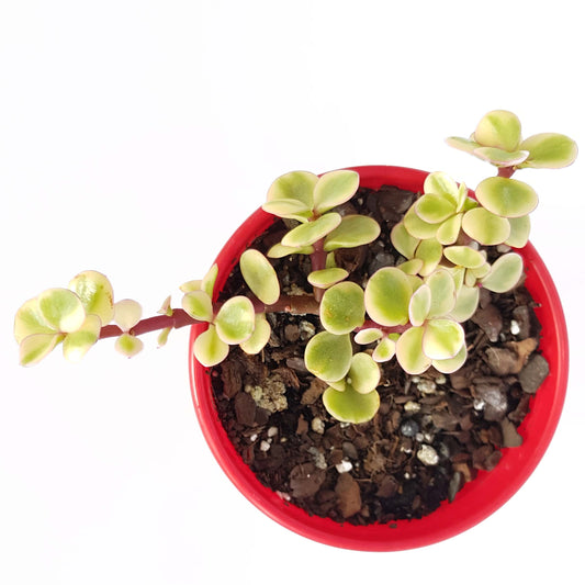 Jade Plant Variegated "Crassula ovata"
