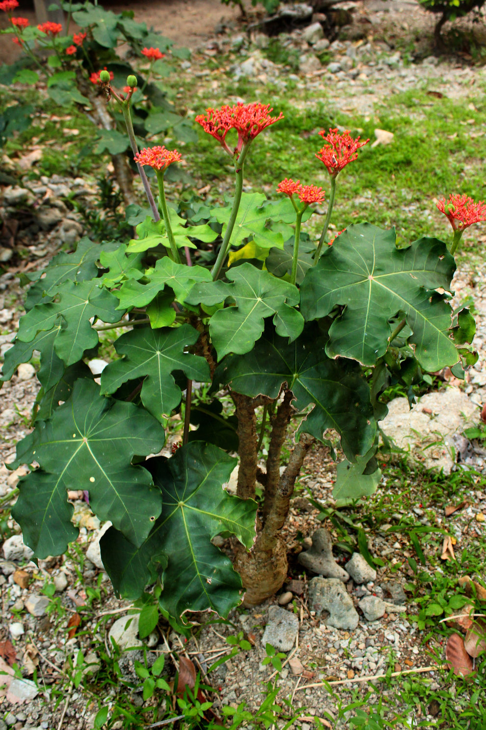 Buy Jatropha Podagrica Red | Buddha’s Belly Plant – Succulents Online