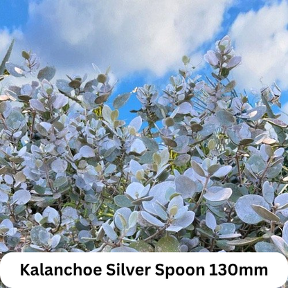 Top Picks Buster Pack