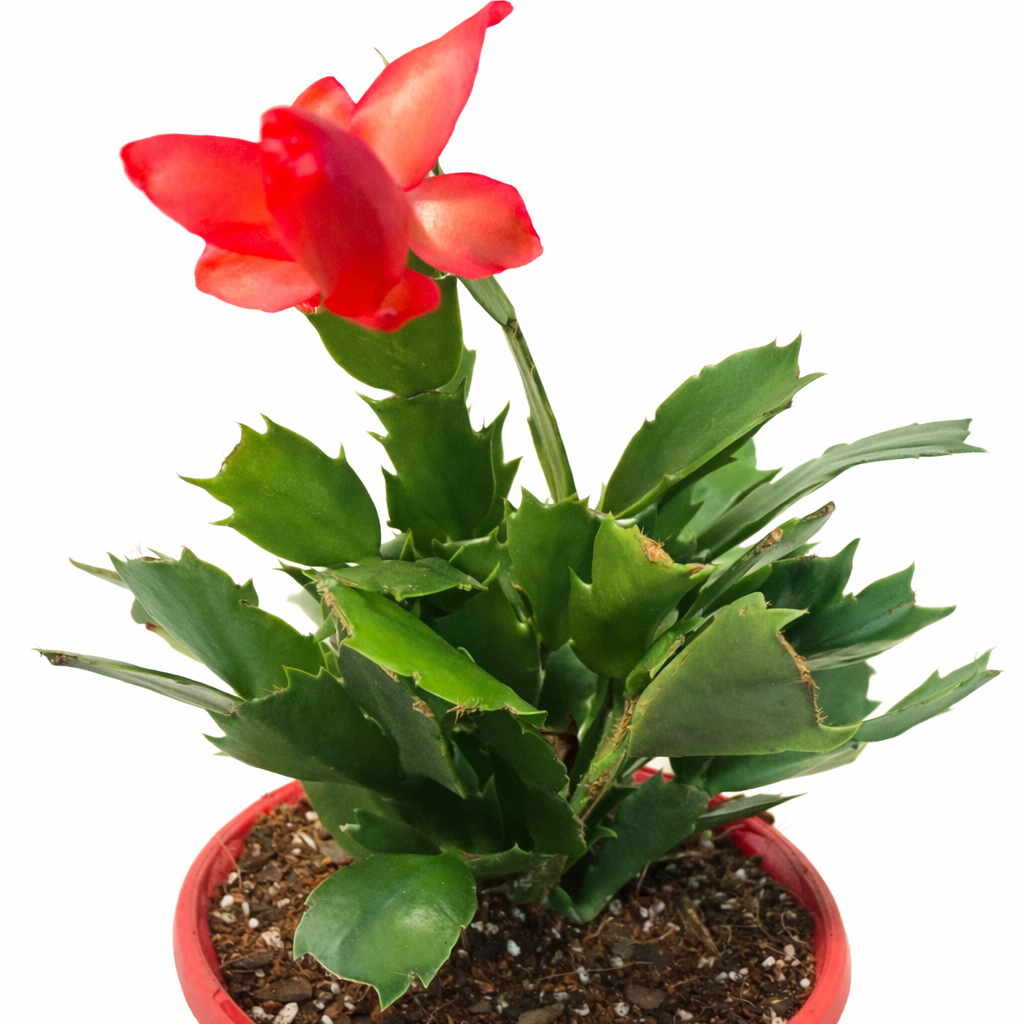 Cacti Zygocactus Schlumbergera 'Olga' -130mm