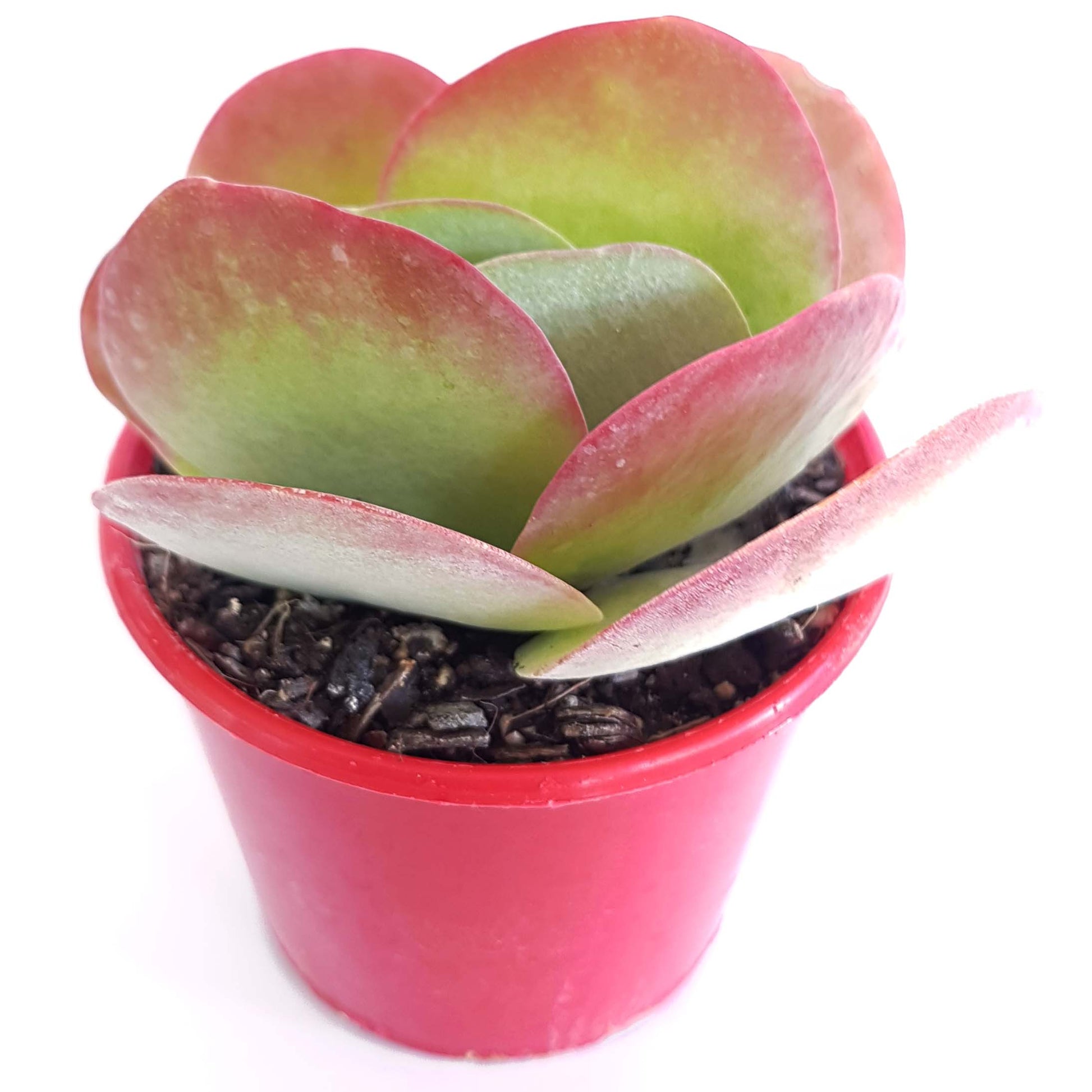 flapjack succulent size Buy Kalanchoe Flapjack