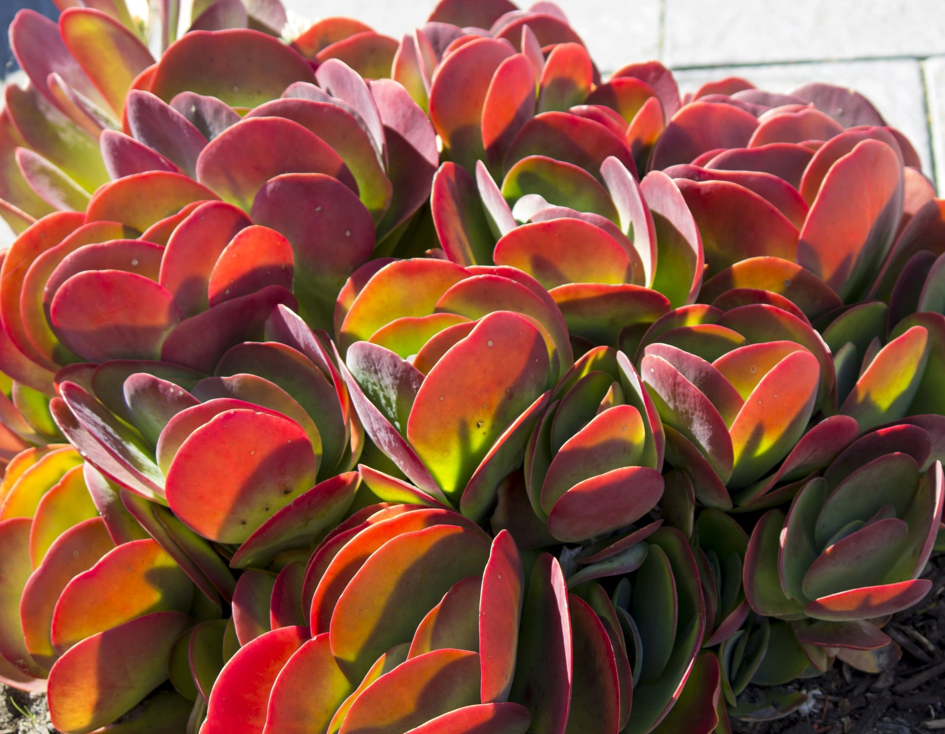 flap jack succulent Buy Kalanchoe Flapjack