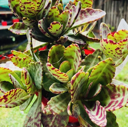 kalanchoe humilis succulent Buy Kalanchoe humilis