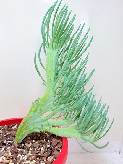 Senecio Talinoides Mermaids Tail #406