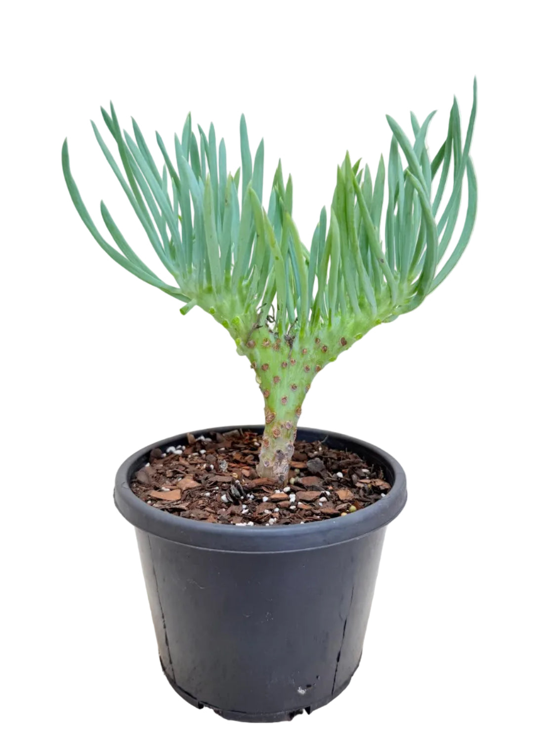 Mermaid Tail : Crested Senecio Talinoides - Narrow Leaf Chalk Stick #405