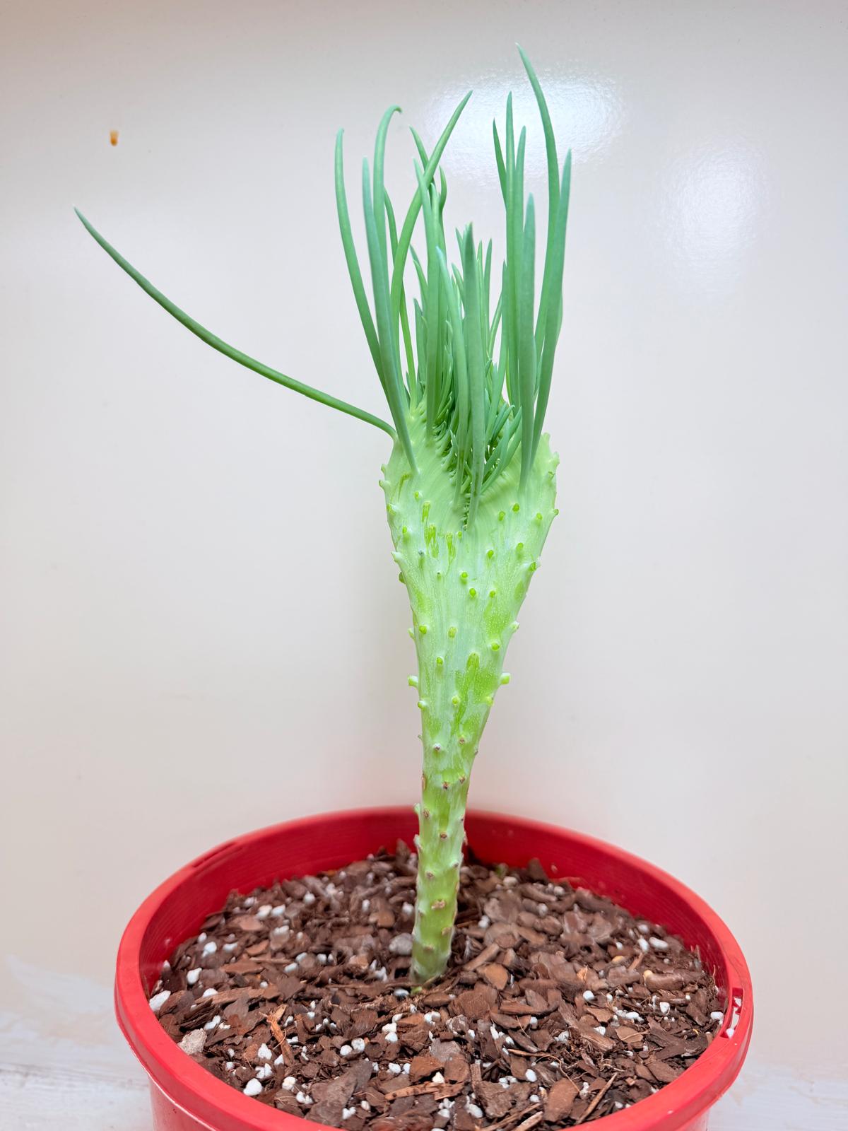 Senecio Talinoides Mermaids Tail #409