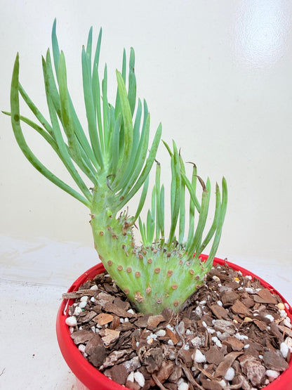 Mermaid Tail : Crested Senecio Talinoides - Narrow Leaf Chalk Stick #410