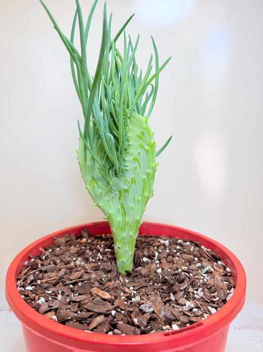 Mermaid Tail : Crested Senecio Talinoides - Narrow Leaf Chalk Stick #404