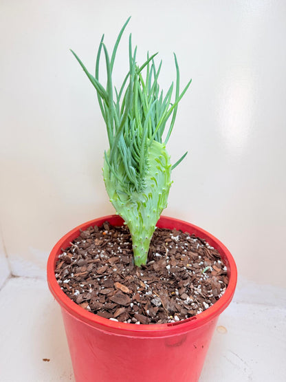 Mermaid Tail : Crested Senecio Talinoides - Narrow Leaf Chalk Stick #404
