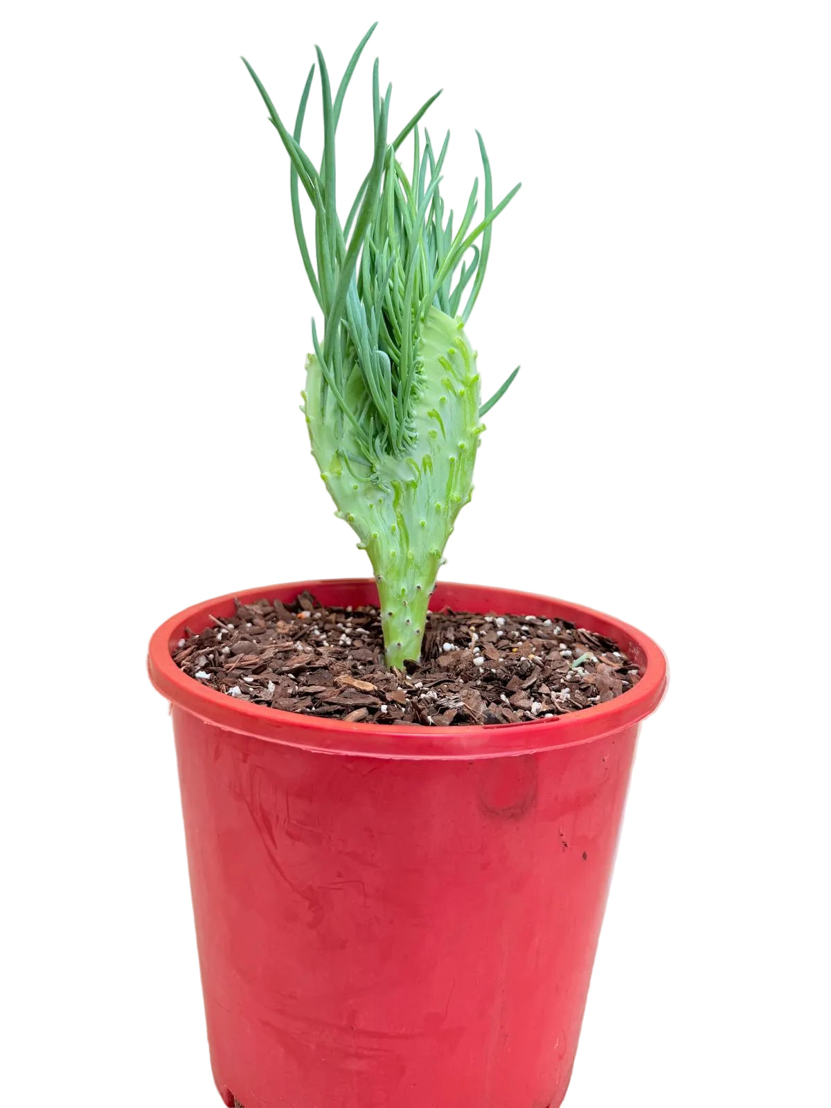 Mermaid Tail : Crested Senecio Talinoides - Narrow Leaf Chalk Stick #404