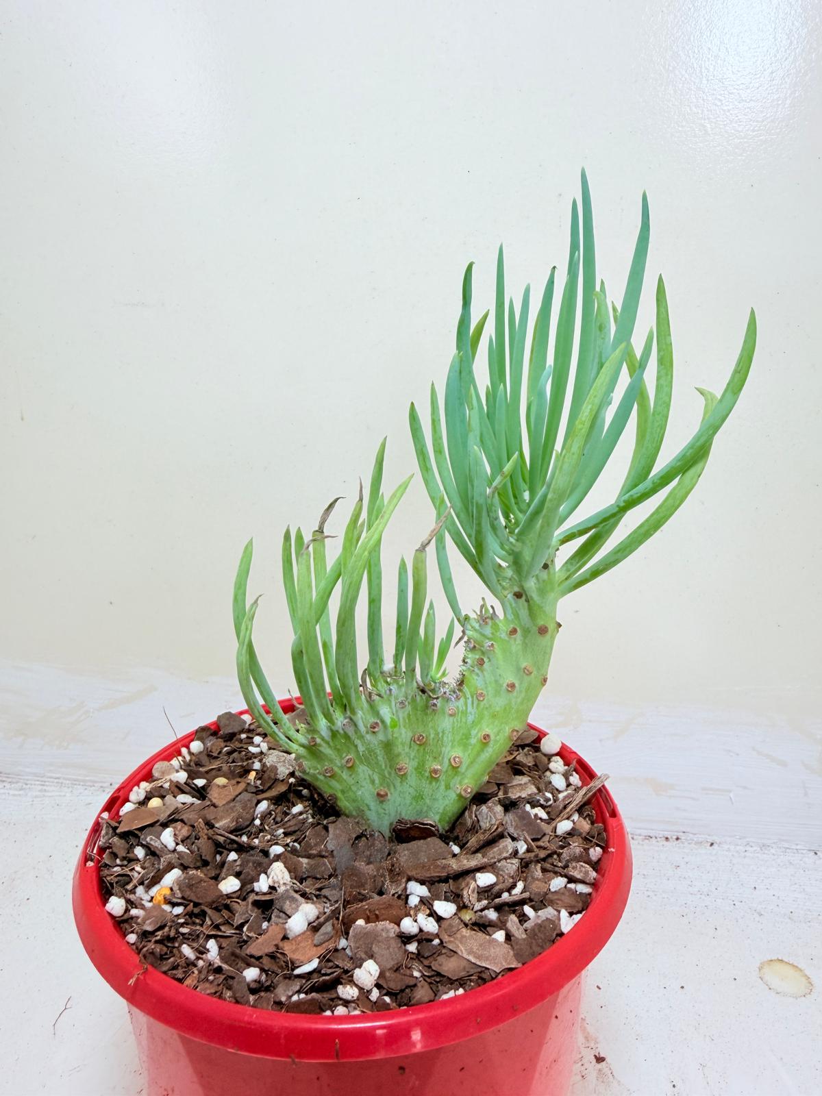 Mermaid Tail : Crested Senecio Talinoides - Narrow Leaf Chalk Stick #410
