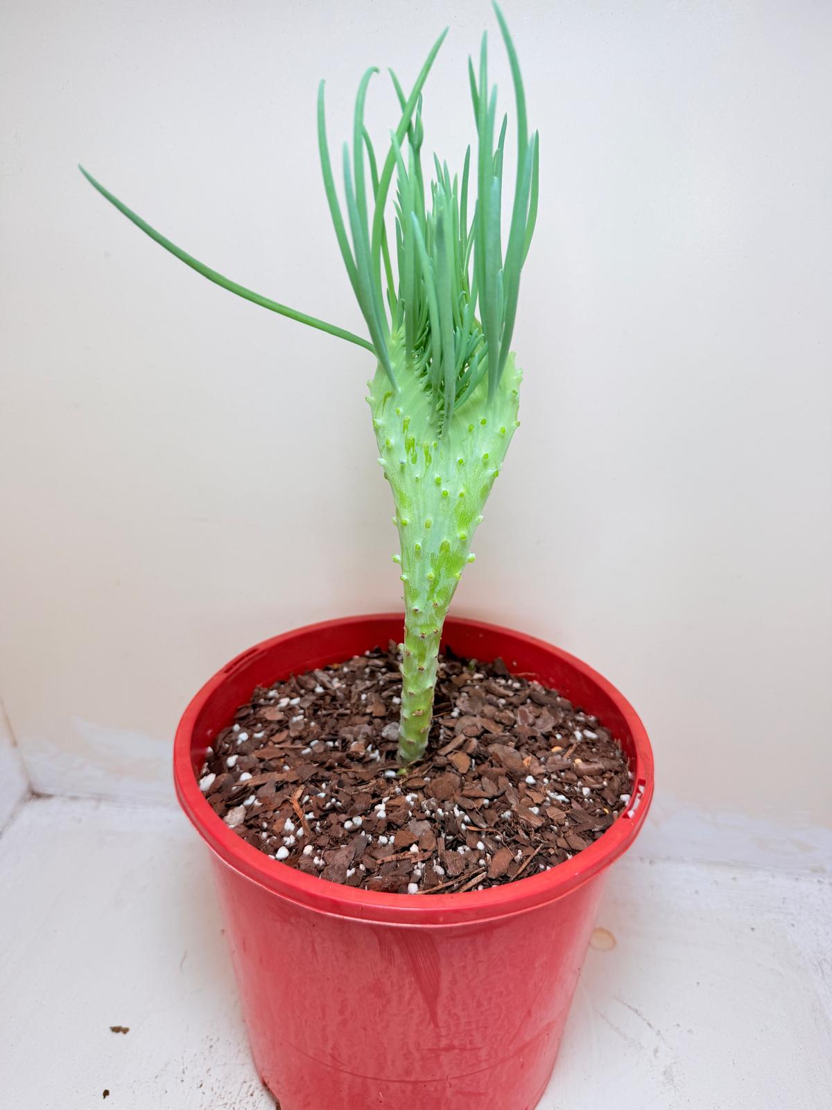 Senecio Talinoides Mermaids Tail #409