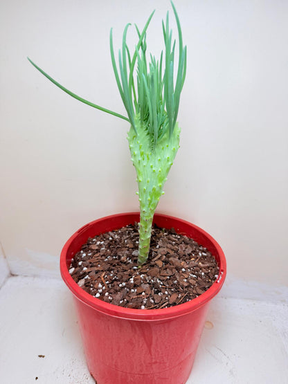 Senecio Talinoides Mermaids Tail #409