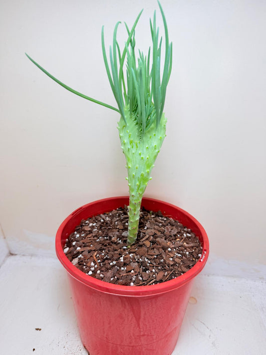 Senecio Talinoides Mermaids Tail #409