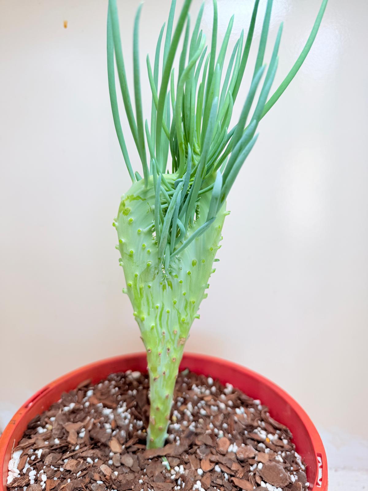 Senecio Talinoides Mermaids Tail #403